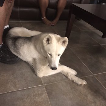Hail Tails - My sons husky Nala - she was so stressed and just not herself for a week when she arrived weeks later - Pet Transportation Near Me Hail Tails - My sons husky Nala - she was so stressed and just not herself for a week when she arrived weeks later - Pet Transportation Near Me