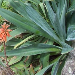 Jardin Exotique de Roscoff