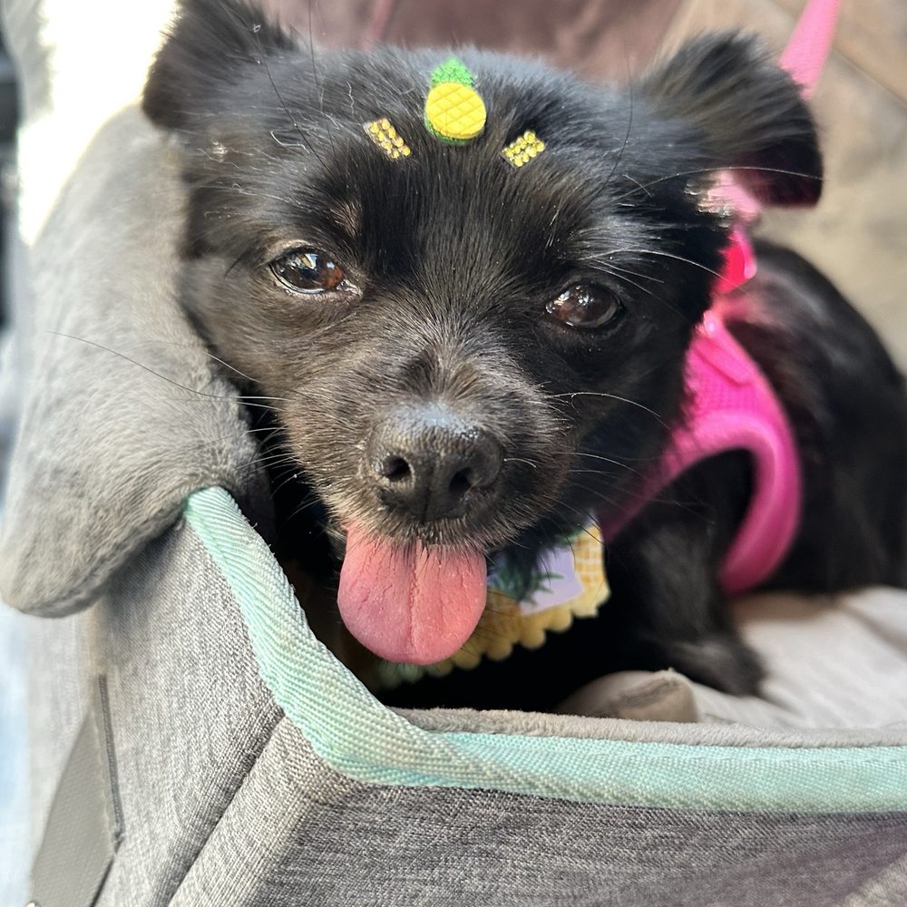 Penelope after visiting Dr. Sharp! Penelope after visiting Dr. Sharp!