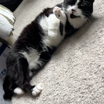 Megan's Pet Sitting - A senior tuxedo cat relaxing and purring during a drop in visit by Megan's Pet Sitting for cat care and enrichment activities. - Pet Sitting Near Me - Charlottesville, Virginia