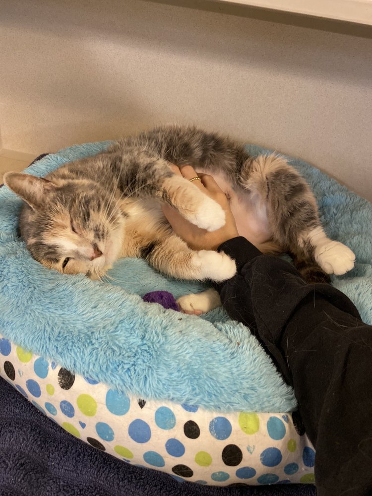 MONMOUTH COUNTY SPCA Updated September 2024 10 Photos & 37 Reviews