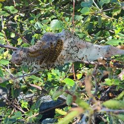 Porteau Cove Provincial Park - Many of these webby tents of caterpillars are in the trees