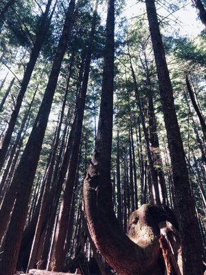 Willapa National Wildlife Refuge by null