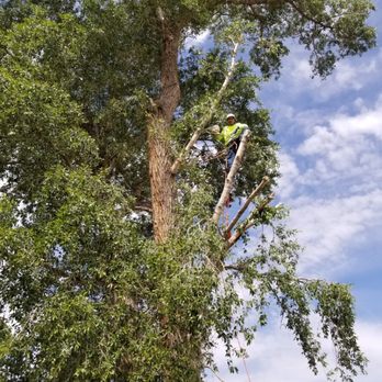 Thomas Tree Services - Tree Services Near Me