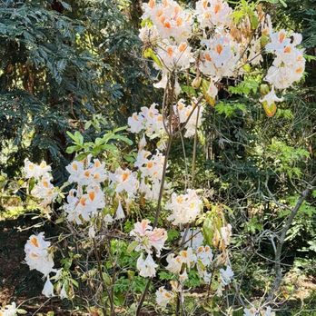 California Botanic Garden - Botanical Gardens Near Me - Claremont, California