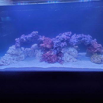 World Wide Corals - New tank filled and rock scaped rock from world wide also. - Aquarium Services Near Me - Orlando, Florida