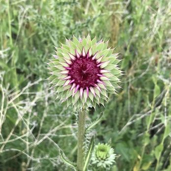 Rosewood Nature Study Area - Thistle - Parks Near Me - Reno, Nevada Rosewood Nature Study Area - Thistle - Parks Near Me - Reno, Nevada