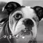 Photo of Alabama Boston Terrier Rescue