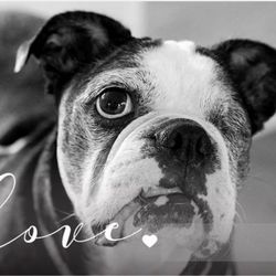 Alabama Boston Terrier Rescue - "Love" is having a Boston Terrier Dog to snore you to sleep at night!