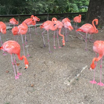 Birmingham Zoo - Flamingos - Zoos Near Me - Birmingham, Alabama Birmingham Zoo - Flamingos - Zoos Near Me - Birmingham, Alabama