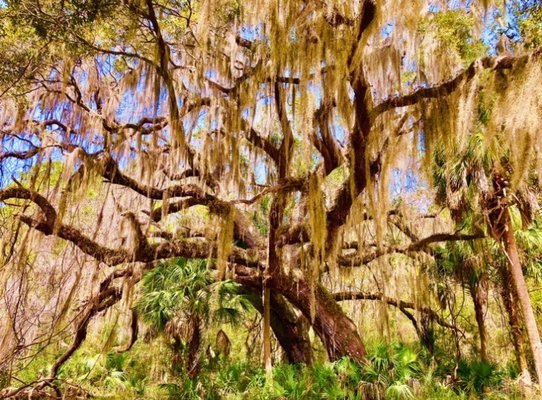 Cannon's Point Preserve by null