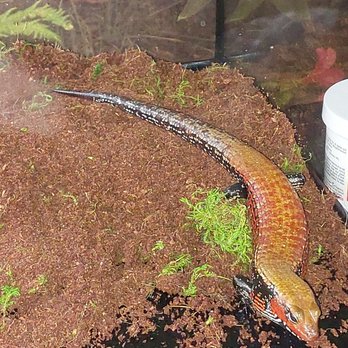 PetSmart - My Skink who wants silkworms or butterworms - Pet Stores Near Me - MANHATTAN, New York PetSmart - My Skink who wants silkworms or butterworms - Pet Stores Near Me - MANHATTAN, New York