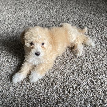 Pristine Poochons - Pet Breeders Near Me Pristine Poochons - Pet Breeders Near Me