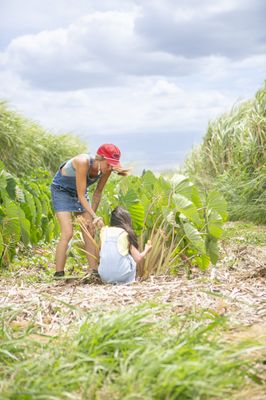La Kahea Community Farm by null