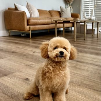 Moco Pet Grooming & Spa - Pet Groomers Near Me - Tustin, California Moco Pet Grooming & Spa - Pet Groomers Near Me - Tustin, California