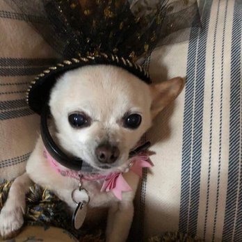 Mini Mighty Mutts - Maddie night out on the town. - Animal Shelters Near Me