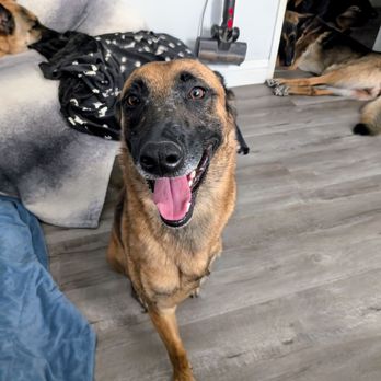 Cal Paws K9 Rescue - Achilles, my tripod Belgian Malinois - Animal Shelters Near Me