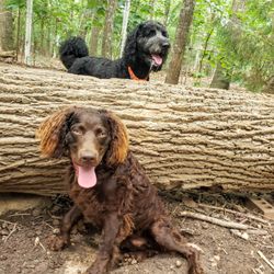 A Re-Treat 4 Dogs Boarding Kennel - Natural play areas can result in a dirty dog, don't worry, we include a complimentary going home bath with all our stays !
