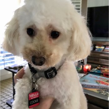 Royal Pets - Cookie looks beautiful now - Pet Groomers Near Me Royal Pets - Cookie looks beautiful now - Pet Groomers Near Me