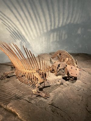 Denver Museum of Nature & Science by null