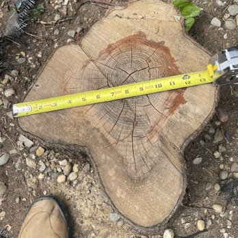Califa Tree Care - stump diameter - Tree Services Near Me Califa Tree Care - stump diameter - Tree Services Near Me