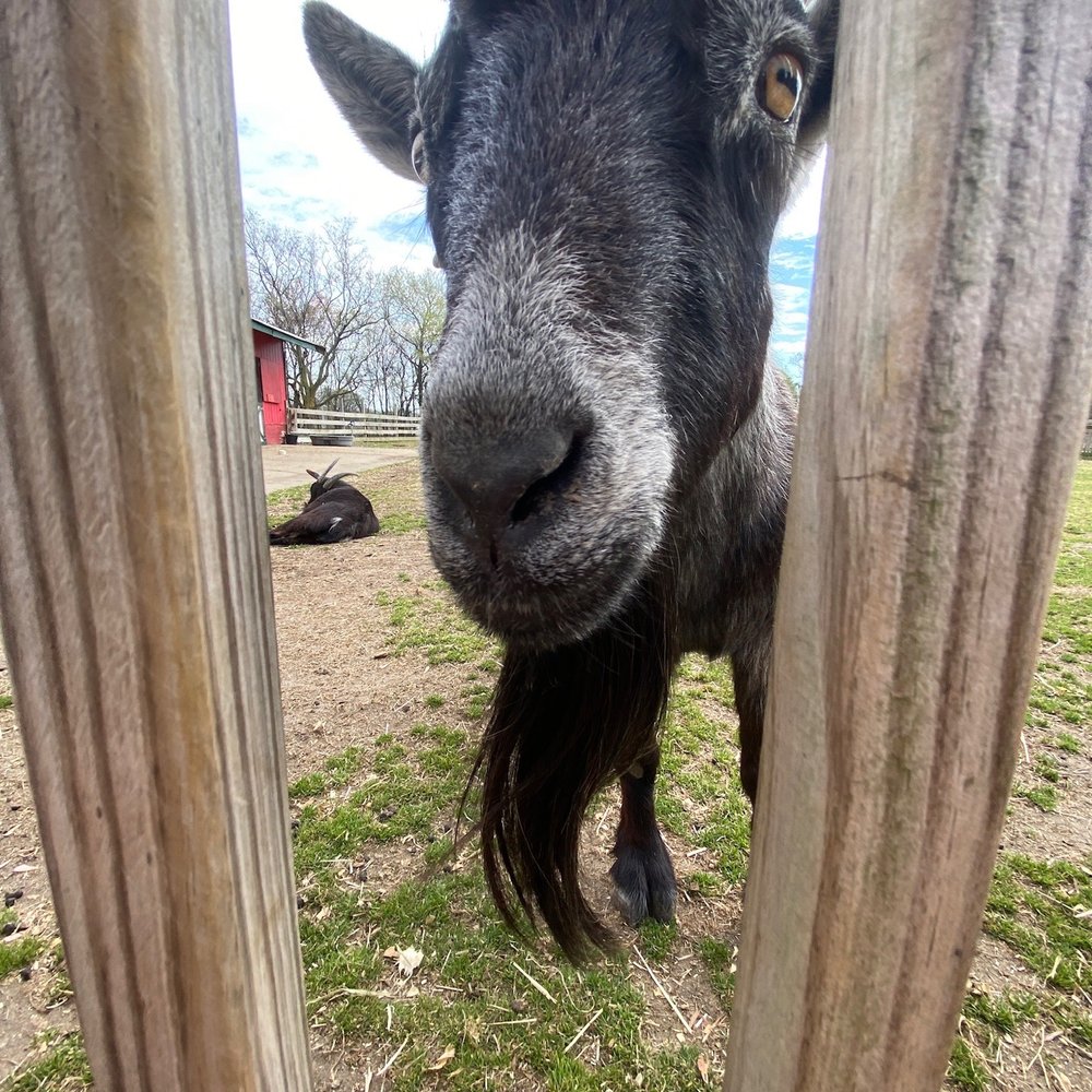 Bluebird Gap Farm - Goat - Parks Near Me - Hampton, Virginia Bluebird Gap Farm - Goat - Parks Near Me - Hampton, Virginia