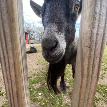 Bluebird Gap Farm - Goat - Parks Near Me - Hampton, Virginia