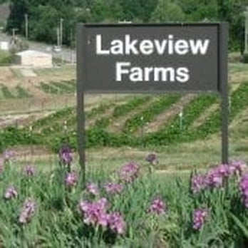 Lakeview Farms - a field of purple flowers - Fruits & Veggies Near Me - Saint Peters, Missouri Lakeview Farms - a field of purple flowers - Fruits & Veggies Near Me - Saint Peters, Missouri