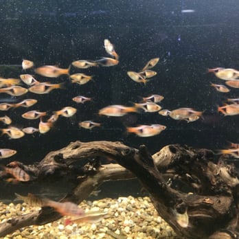 Country Critters - Pet Stores Near Me - Patchogue, New York