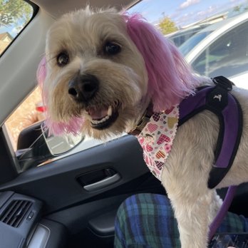 Dapper Dog Spa - 3rd spa day - Pet Groomers Near Me - Whittier, California Dapper Dog Spa - 3rd spa day - Pet Groomers Near Me - Whittier, California