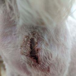 Pampered Pooches Grooming Spa & Boutique - Gash from groomer at Pampered Pooches.