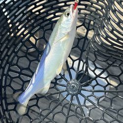Big Ed's Fishing Ventures