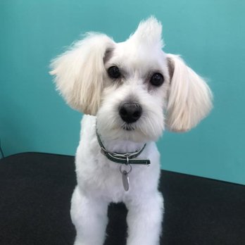 Lisa's Doghouse - Arnie rocking his mohawk - Pet Groomers Near Me - Mesa, Arizona Lisa's Doghouse - Arnie rocking his mohawk - Pet Groomers Near Me - Mesa, Arizona