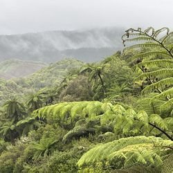 Waimangu Volcanic Valley
