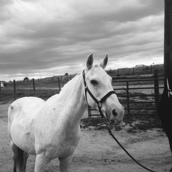 12 Mile Stables - Horseback Riding Near Me - Aurora, Colorado