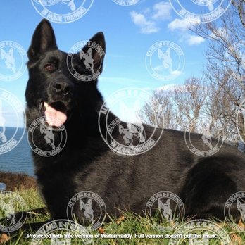 All Island K9 Services - Cylex! Enjoying the view! - Pet Training Near Me All Island K9 Services - Cylex! Enjoying the view! - Pet Training Near Me