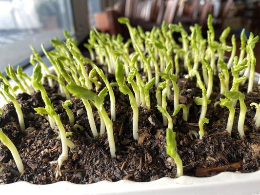 Chinatown Restaurant by null