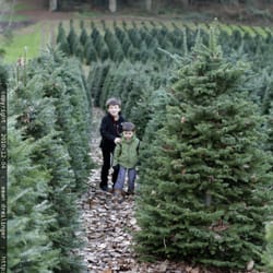 Larsen's Evergreen Christmas Tree Farm - Brothers choosing an xmas tree together