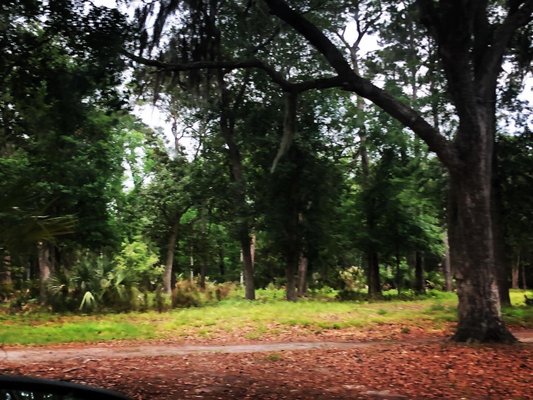 Sea Pines Forest Preserve by null