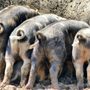 Photo of Tierpark Arche Warder
