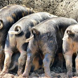 Tierpark Arche Warder