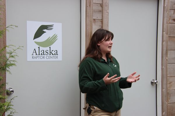 Alaska Rainforest Sanctuary by null