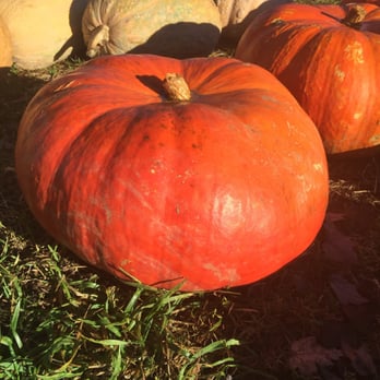 Hawk's Pumpkin Patch - Cinderella pumpkins! - Pumpkin Patches Near Me - Winston-Salem, North Carolina