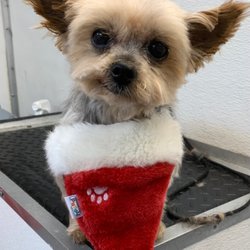 Doggy Stylz Mobile Grooming Gift Card