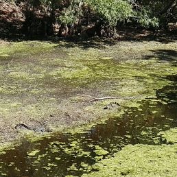 Sometimes you will find baby alligators like I did here. Due to the water being so low there aren't very many at this time