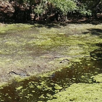 Alderman's Ford Park - Sometimes you will find baby alligators like I did here. Due to the water being so low there aren't very many at this time - Parks Near Me - Lithia, Florida