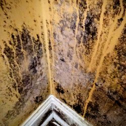 Restoration Clean - Mold test