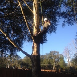 Team Negrich Tree Services - One of our best