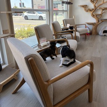 Mochi Kittos - Chairs in play area - Desserts Near Me - Gardena, California Mochi Kittos - Chairs in play area - Desserts Near Me - Gardena, California