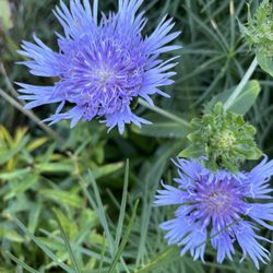 Smithsonian Gardens - Aster